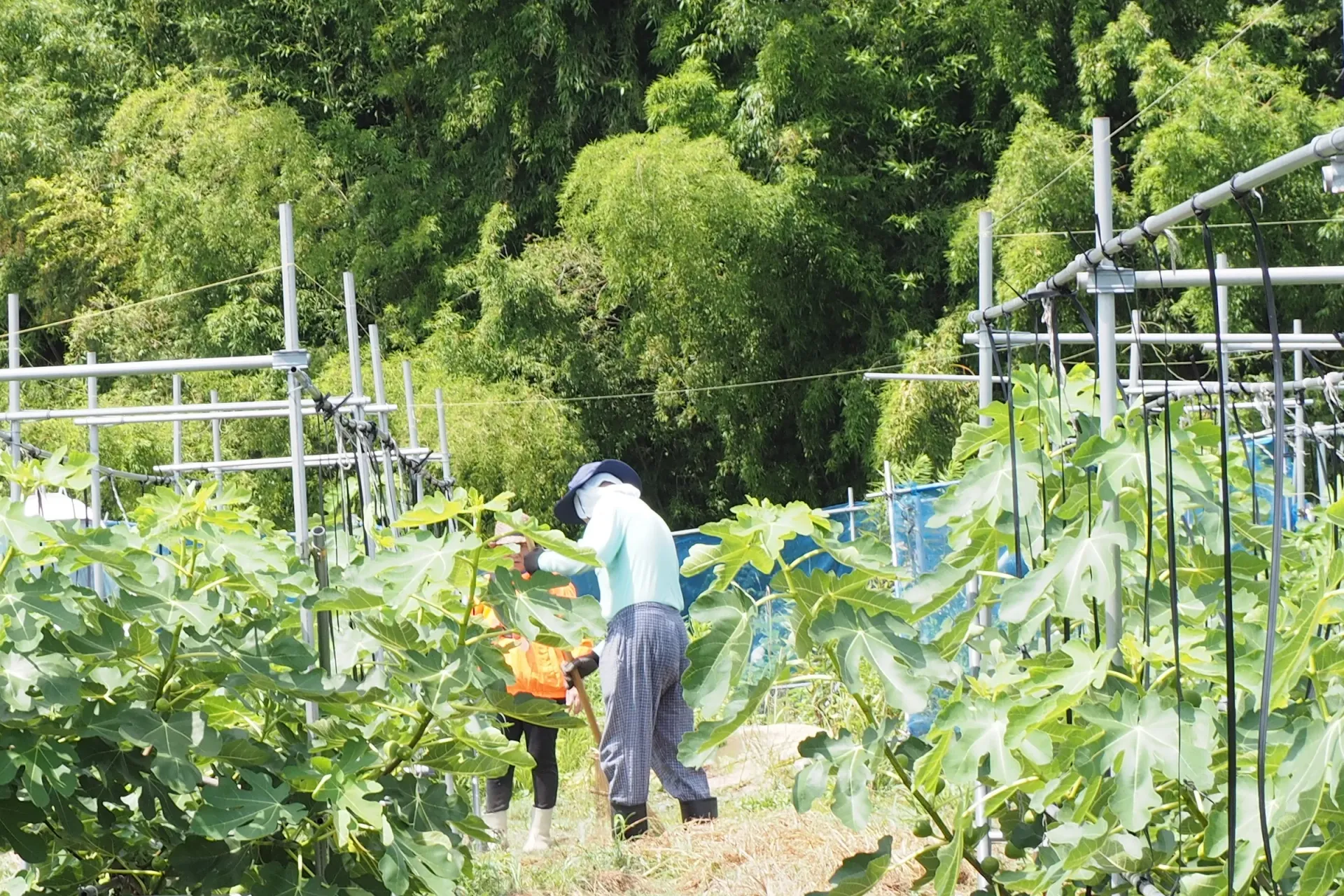 自家製の堆肥だけで
育てるいちじく