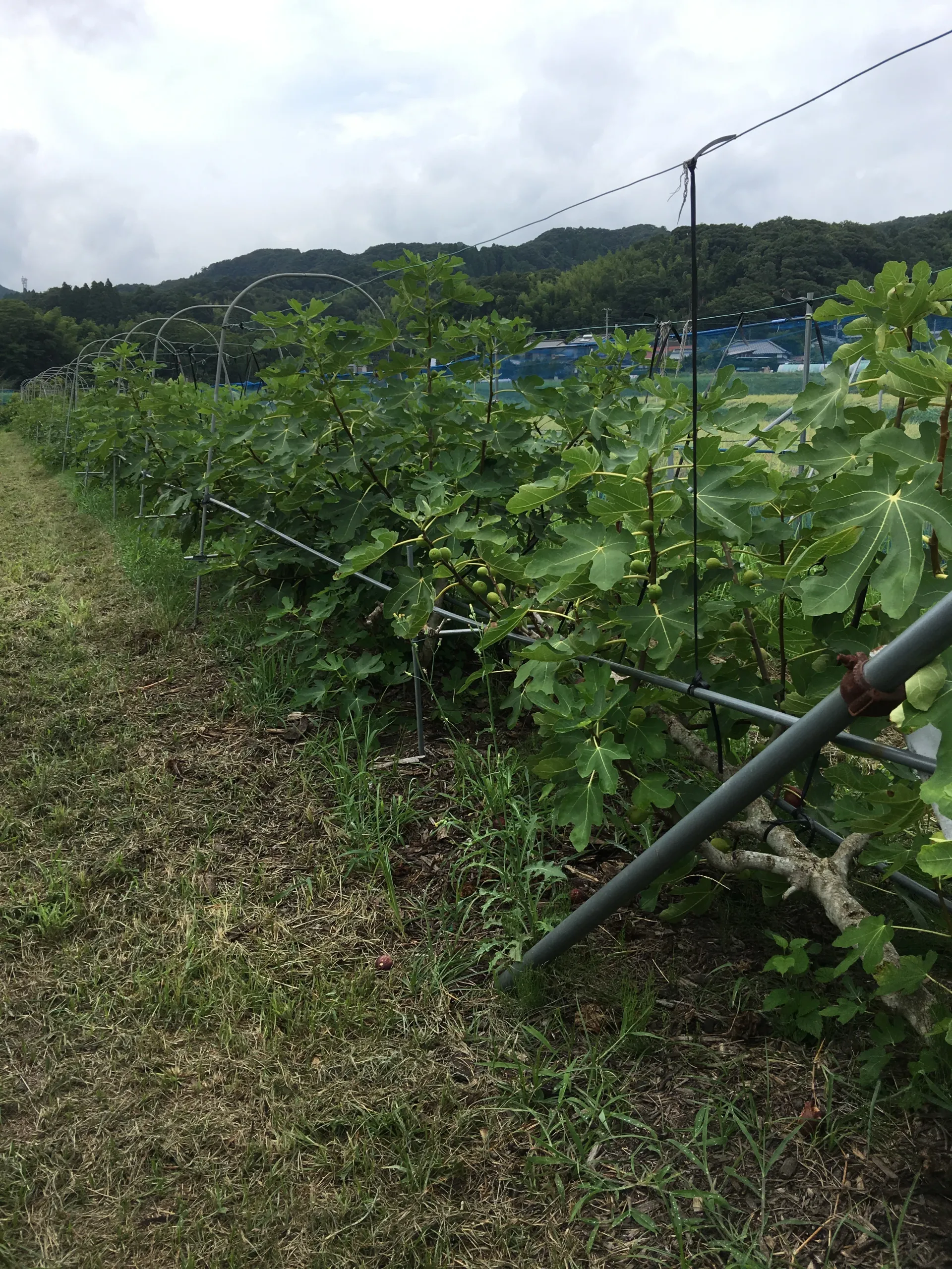この土地のものを、
この土地の手で。