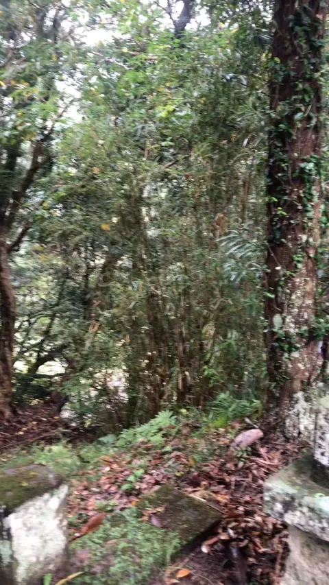 いちじく農園 キッチンさわ 畑のまわりに広がる里山の林