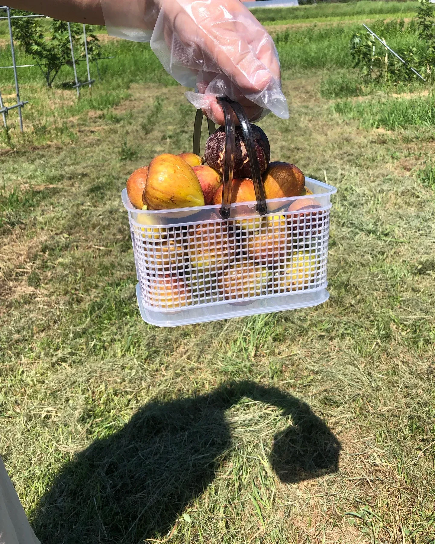 畑での収穫